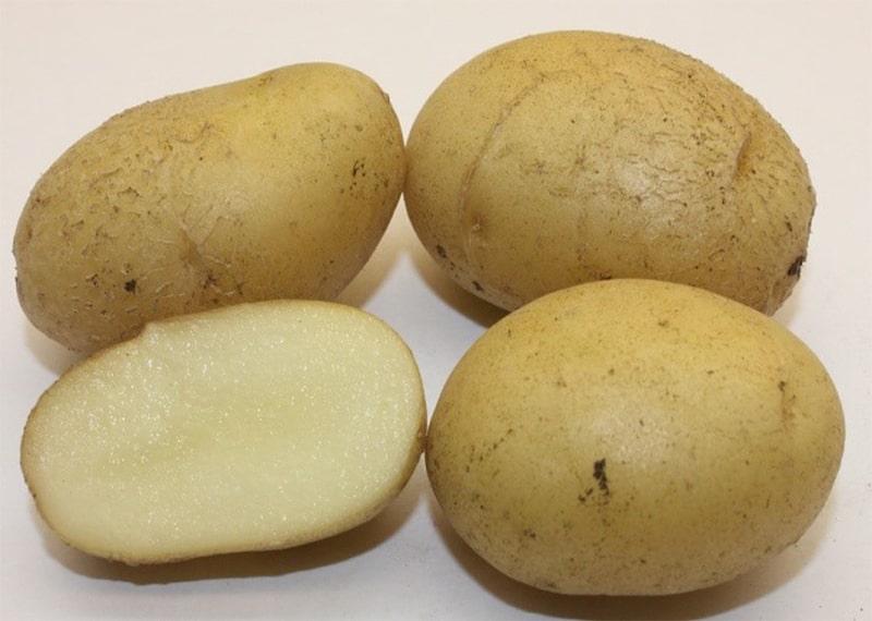 Картофель: сорт Голубизна